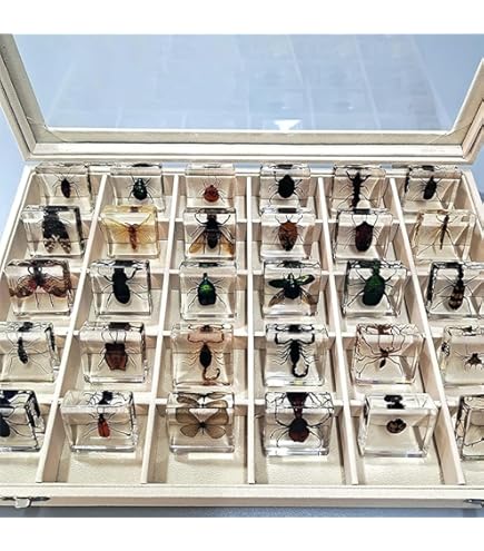 Amazon | 美しく迫力のある世界最重量のハナムグリ 名和昆虫博物館企画